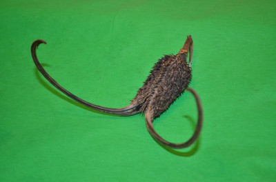 dsc_1398-400.jpg dsc_1398-400.jpg